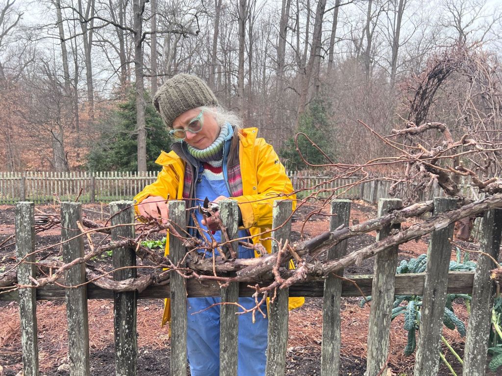 Pruning a kiwi vine in winter, at Chanticleer Garden. 
