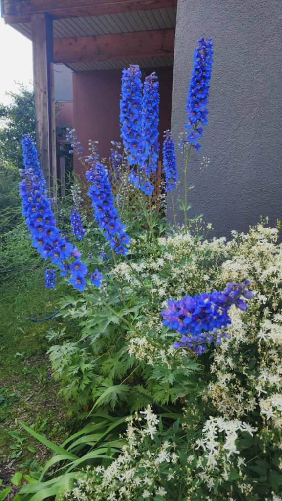 Deep blue delphiniums growing with white, fluffy goatsbeard. 