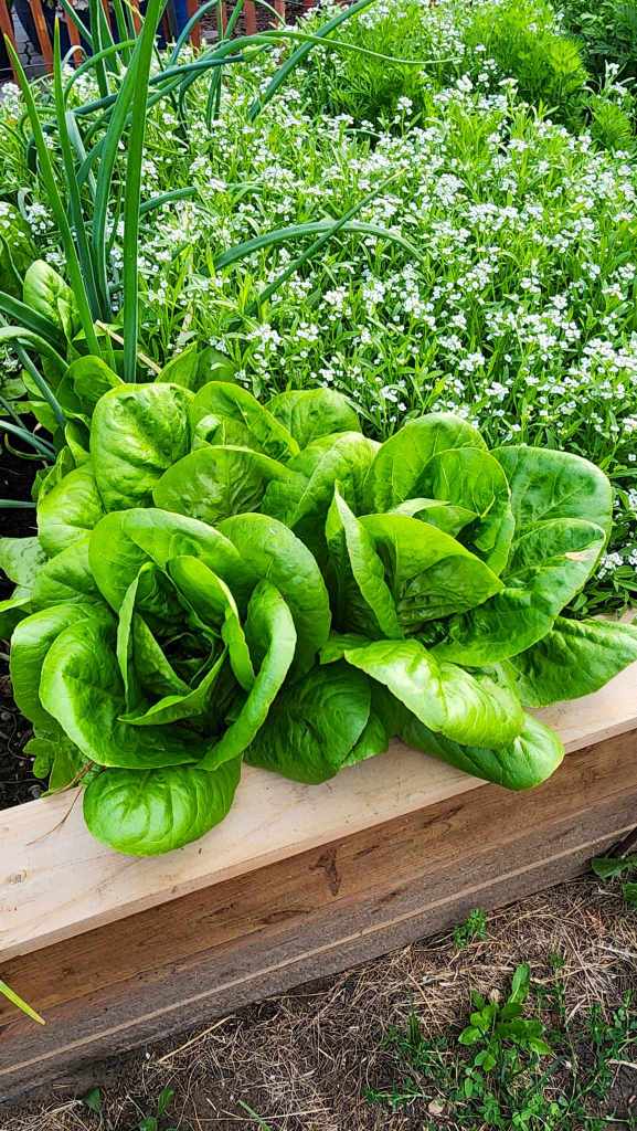 Companion planting lettuce with sweet alyssum and onions. 