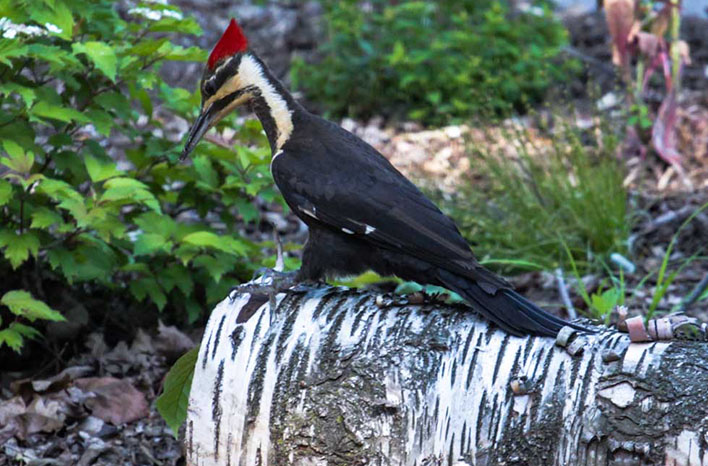 A woodpecker on a felled birch tree. 