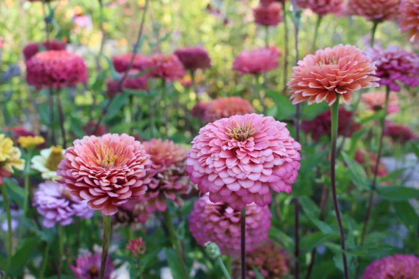 A bed of pretty pink zinnias. 