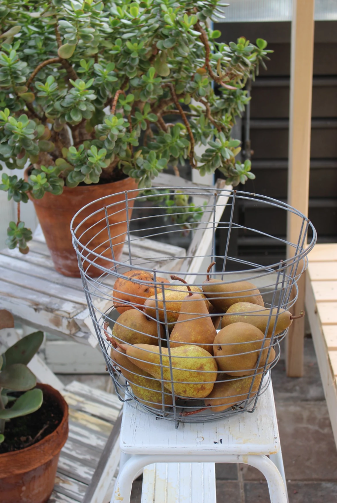 A basket full of Bosc pears.