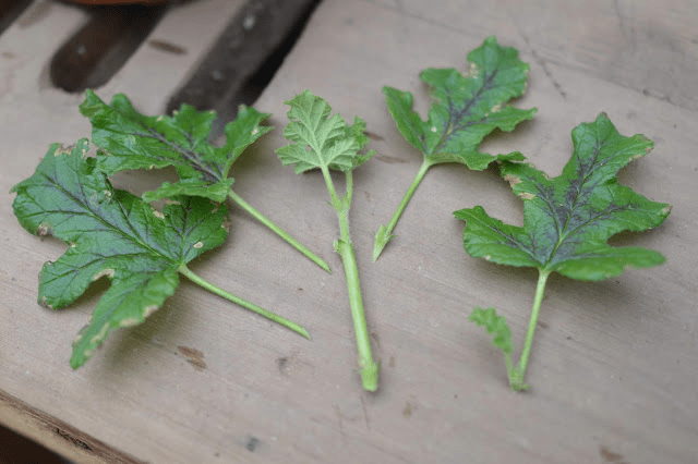 How to take a geranium cutting. 