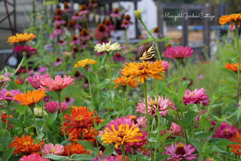 Raggedy Anne zinnias in oranges and pinks. 