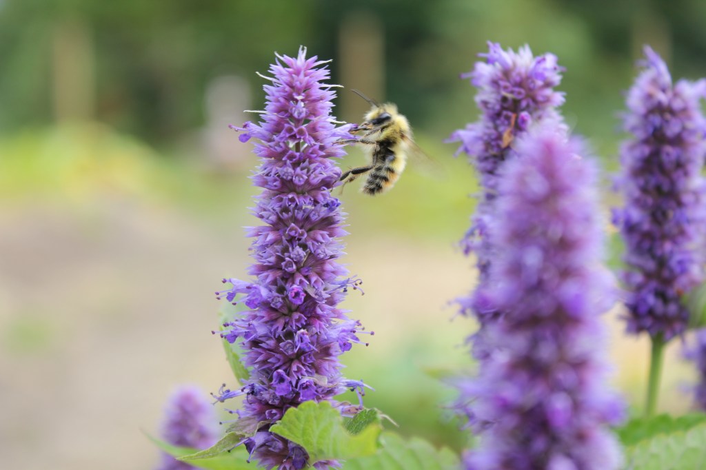 Hyssop in the garden, with a bee enjoying the flowers. 