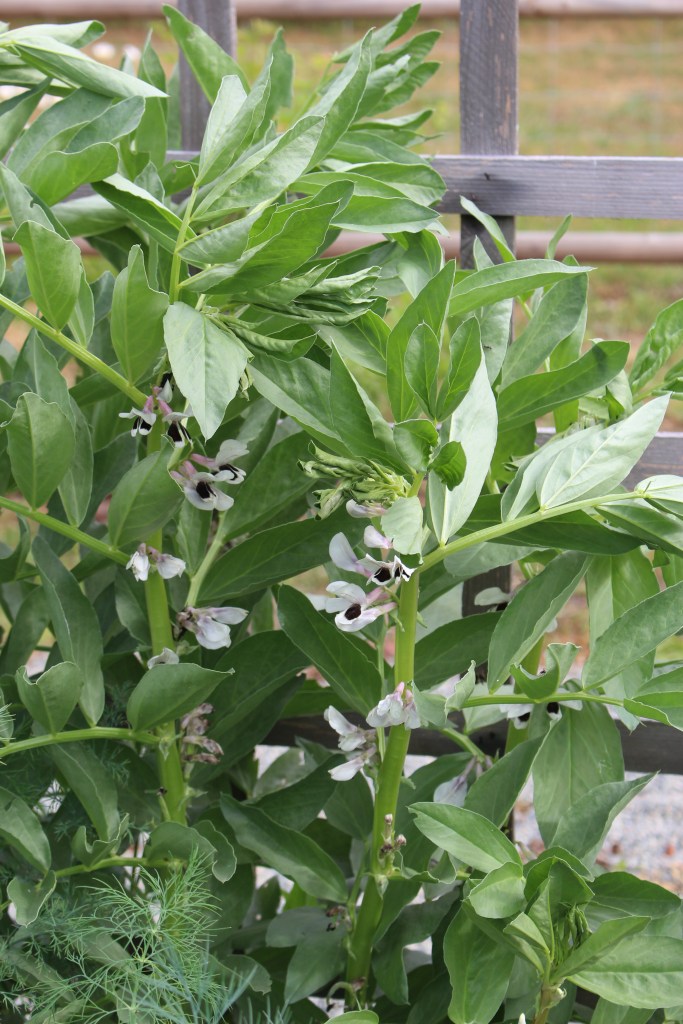 Winter sown broad beans flowering in May. 