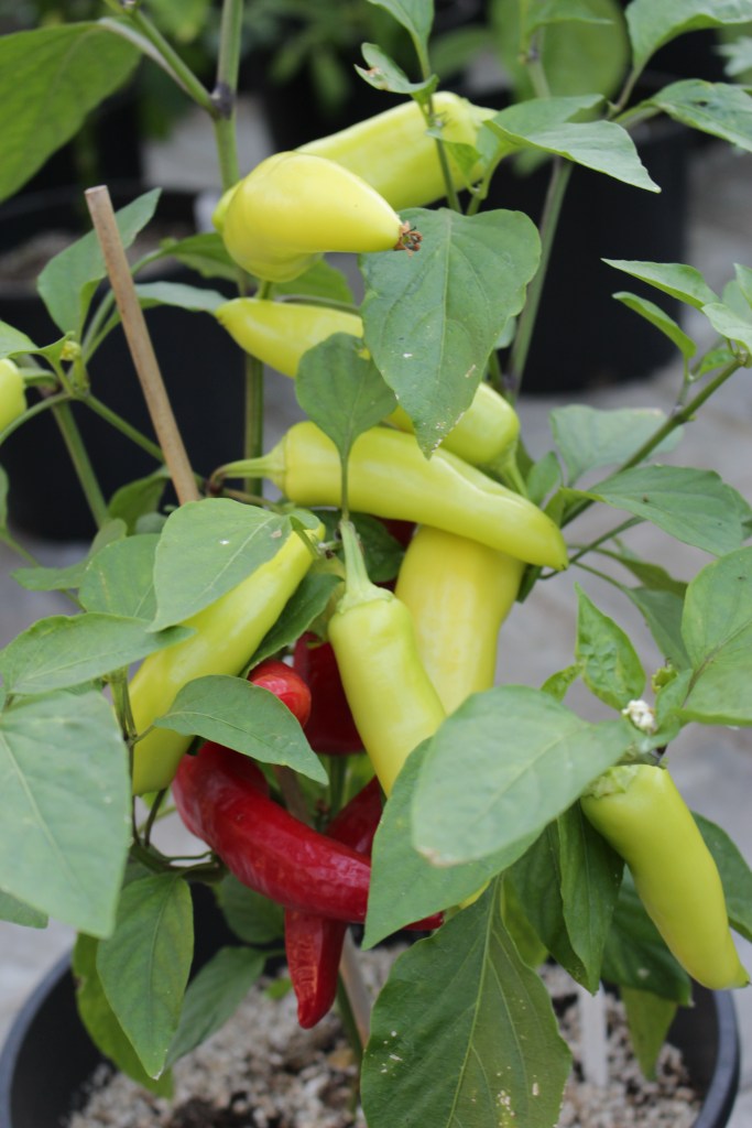 Hot Banana Peppers growing in a 3 gallon pot in the greenhouse. 