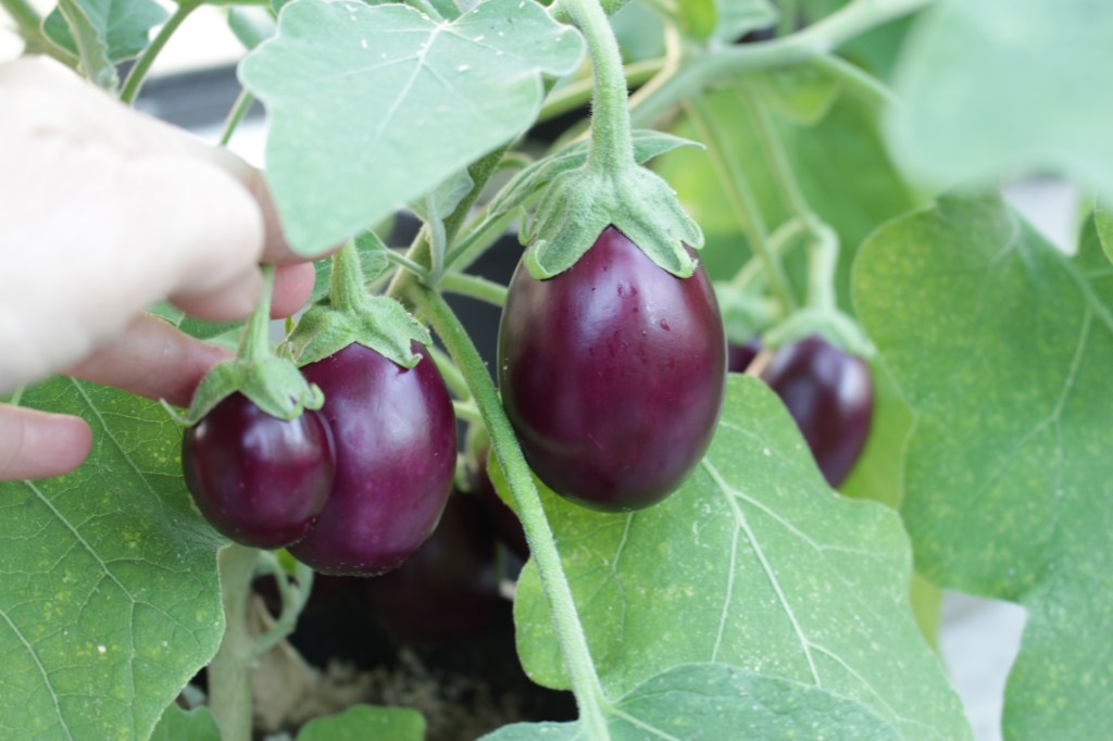 Little Prince Eggplants are small, about 4 inches long, growing in abundance on short plants. 