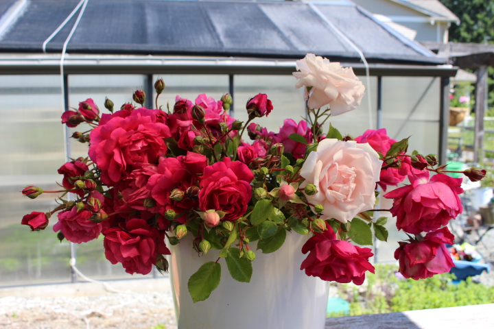 A bucket full of roses cut from the garden. 