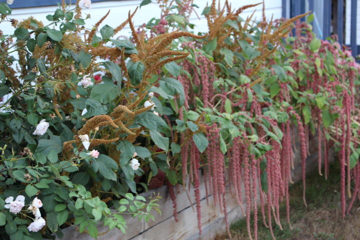 bronze upright amaranth and the gorgeous peach hued draping flowers of Coral Fountains Amaranth. 