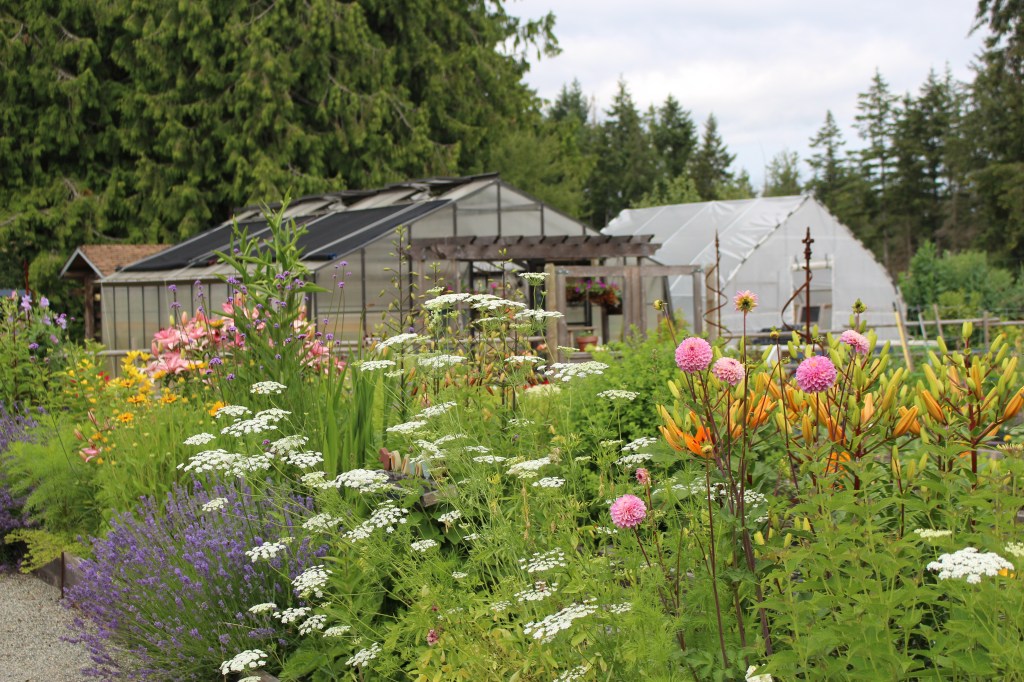 A garden bed with lavender in bloom, pink pompom dahlias, orange lilies just about to bloom, and pink lilies in the background.  