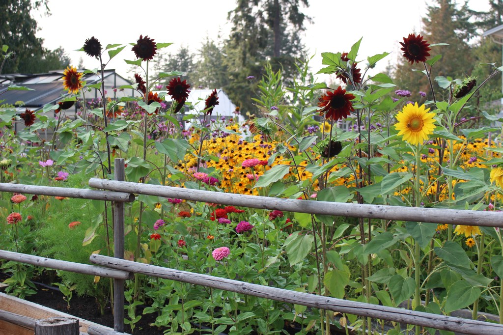 Sunflowers that were direct sown, growing in chocolate browns and yellows. 