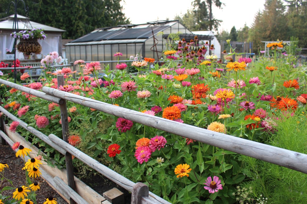 A garden bed with lovely zinnias in shades of pinks and oranges. 