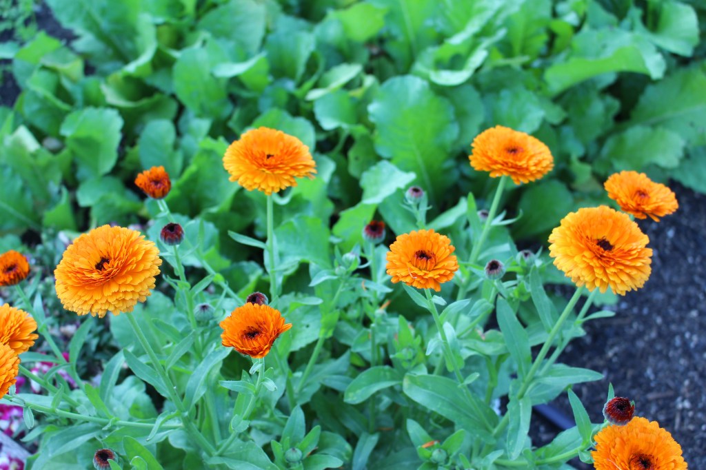 Orange Bon Bon calendula. 