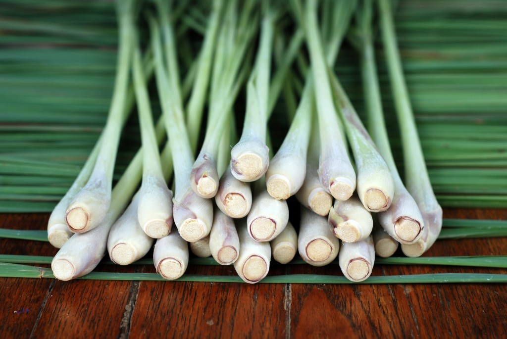 Pop your lemongrass stalks in water in January for plants in summer. 