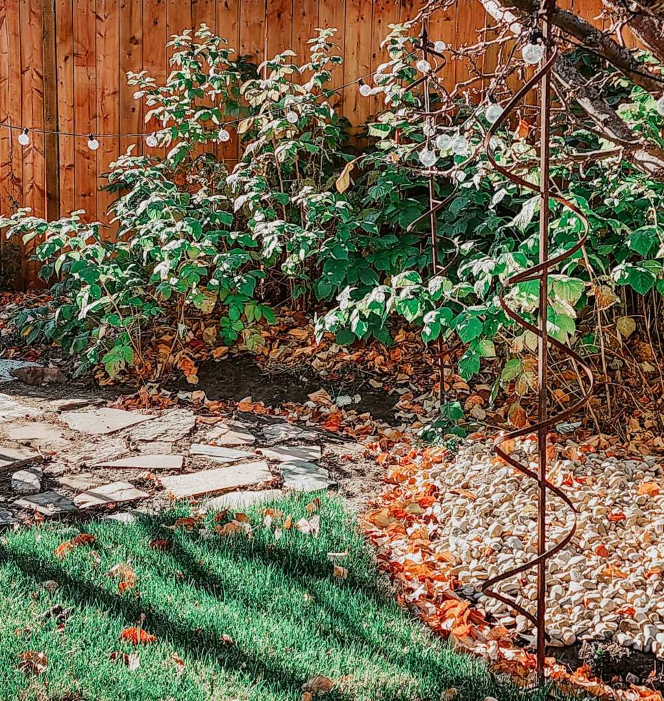 A small raspberry patch. 