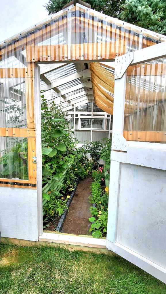 A greenhouse full of plants, with raised metal beds inside it. 