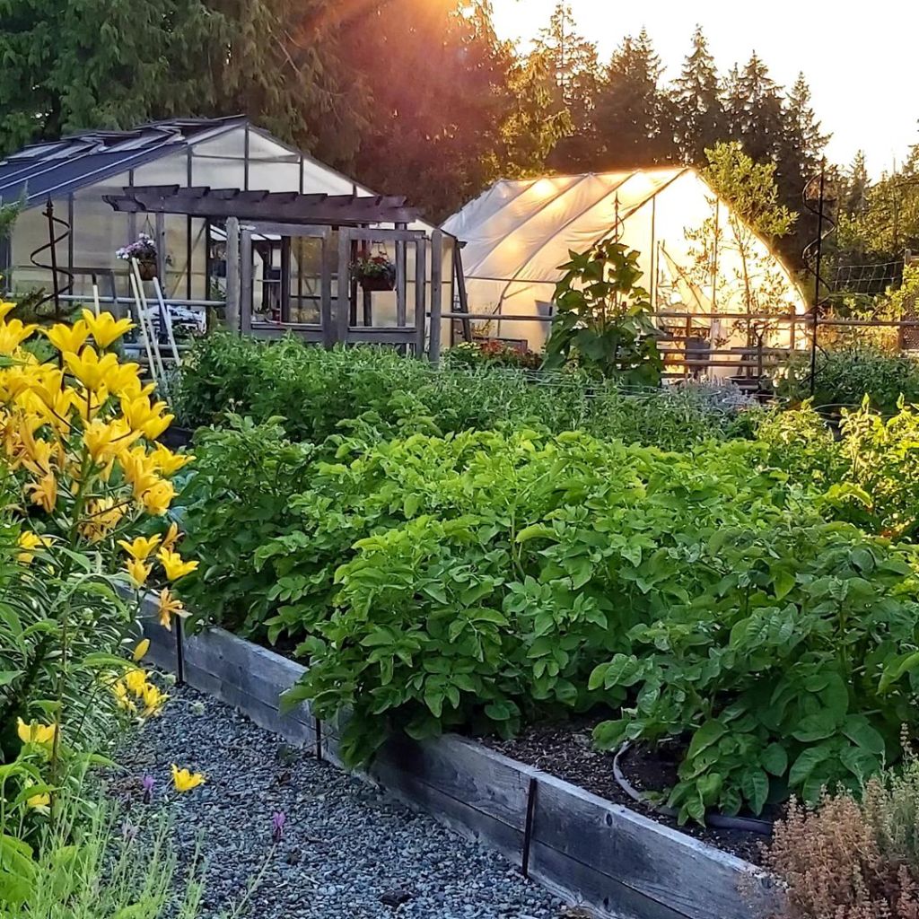 A vibrant garden scene featuring lush green potato plants in wooden raised beds, accompanied by bright yellow lilies. In the background, two greenhouses are partially visible under soft evening sunlight, surrounded by greenery and trees.
