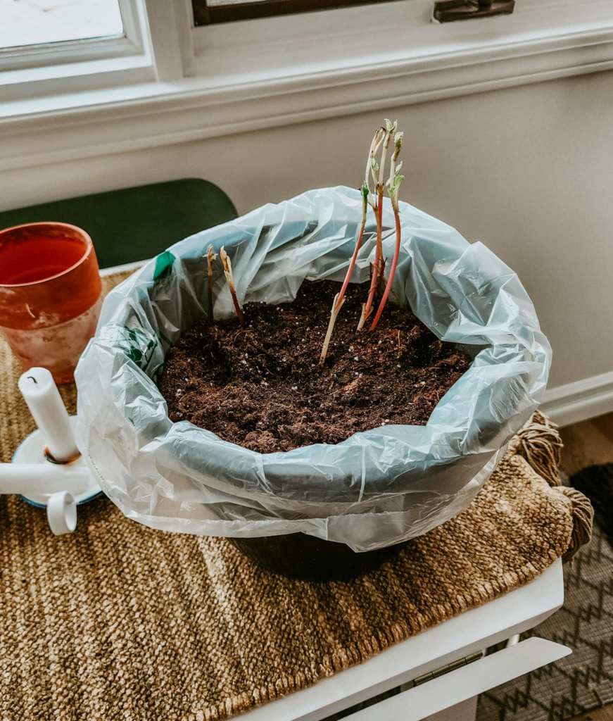 Dahlia tubers brought up from the dark, cold room as they had begun to sprout. Time to deal with dahlias if they sprout in storage. 