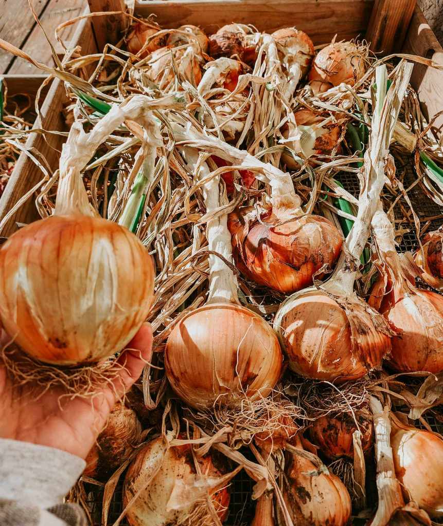 Onions drying in a bulb tray, curing for winter storage. 