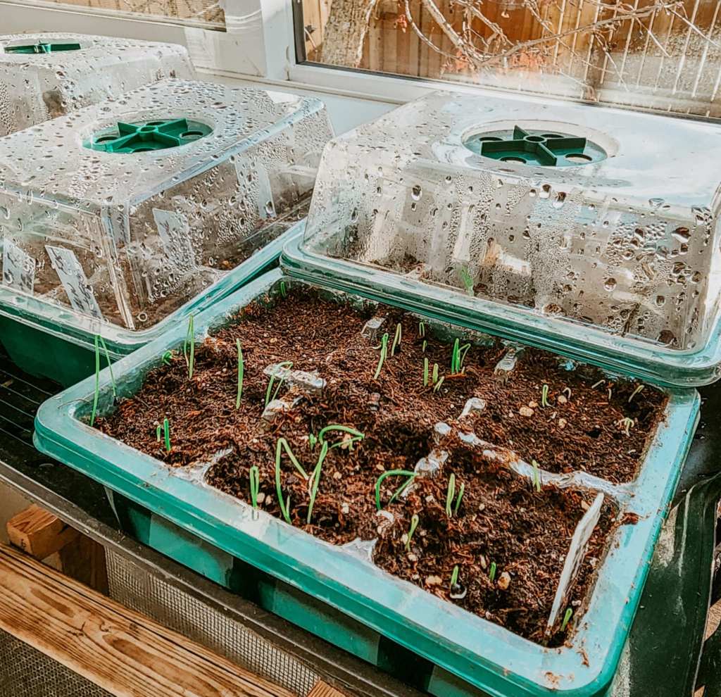 Seedlings growing in a greenhouse tray with a clear plastic lid, showing moisture condensation.