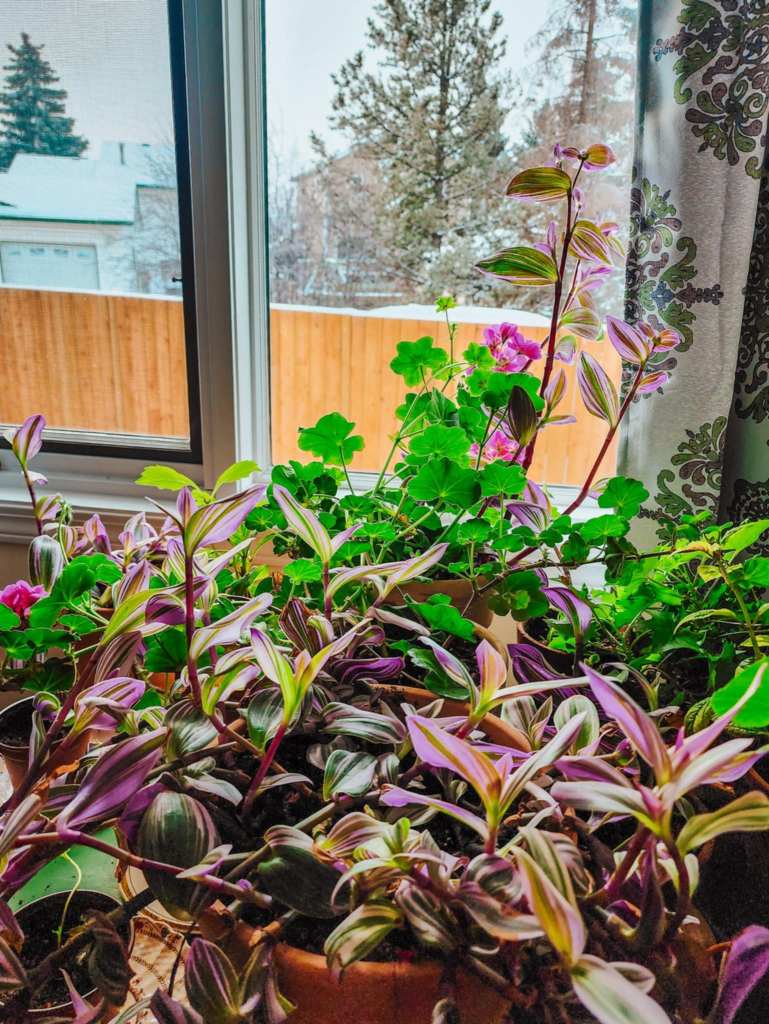 Geraniums and tradescantia in a bright window. 