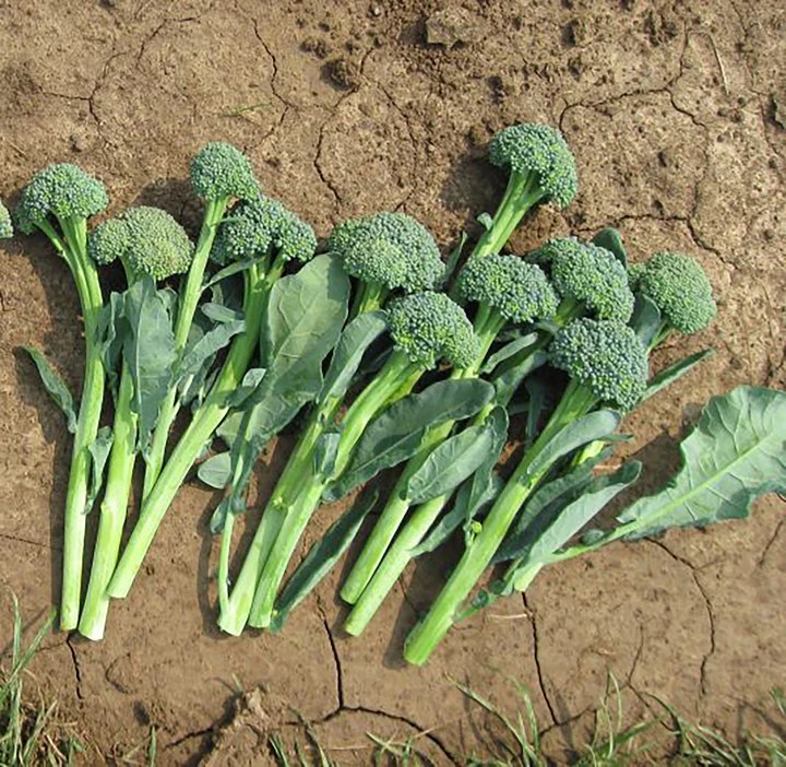 Artwork Broccoli. Makes broccolini type sprouts all summer long.
