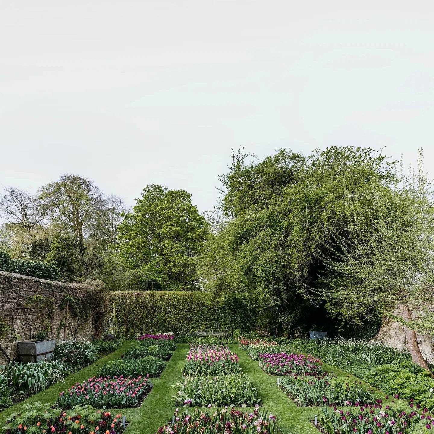 A walled garden with squares of gorgeous tulips plantings. 