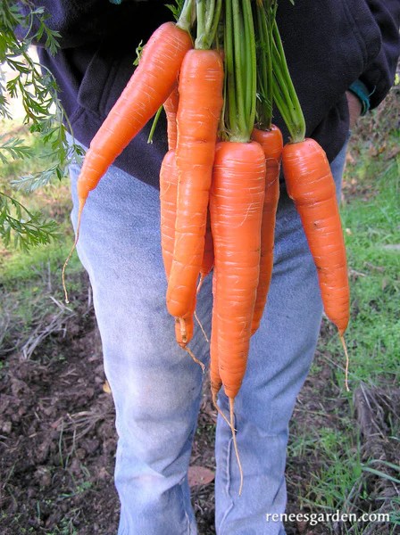 King Midas Carrots. A great tasting 9 to 10 inch long imperator type carro