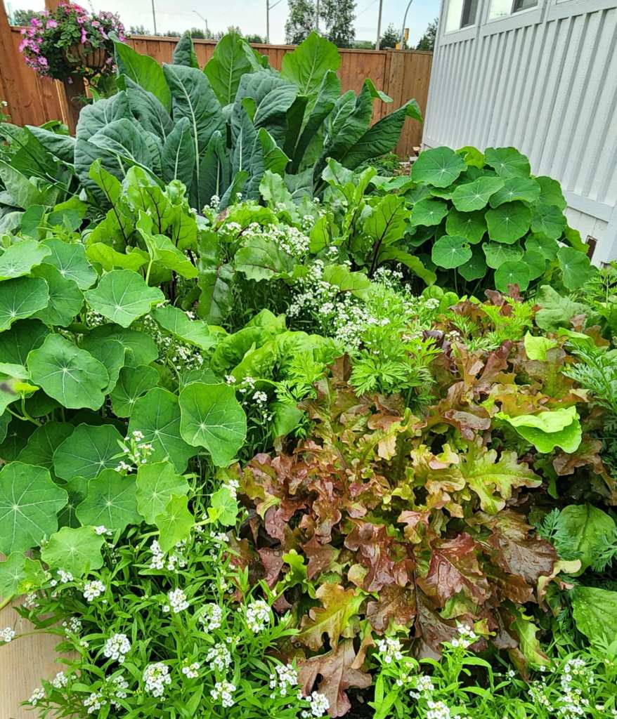 A vibrant garden filled with various leafy greens, including large collard greens, lettuce, and flowering plants, surrounded by a fence.