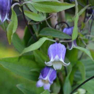 Sophia clematis from seed. 
