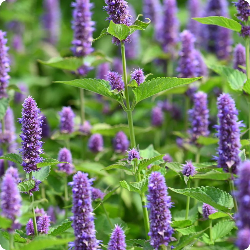 Anise Hyssop for the bees, birds, and butterflies. Everyone loves these guys, even hummingbirds.
