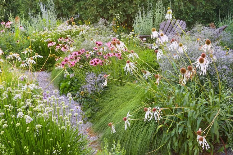 Pathway through a gravel bed garden. 