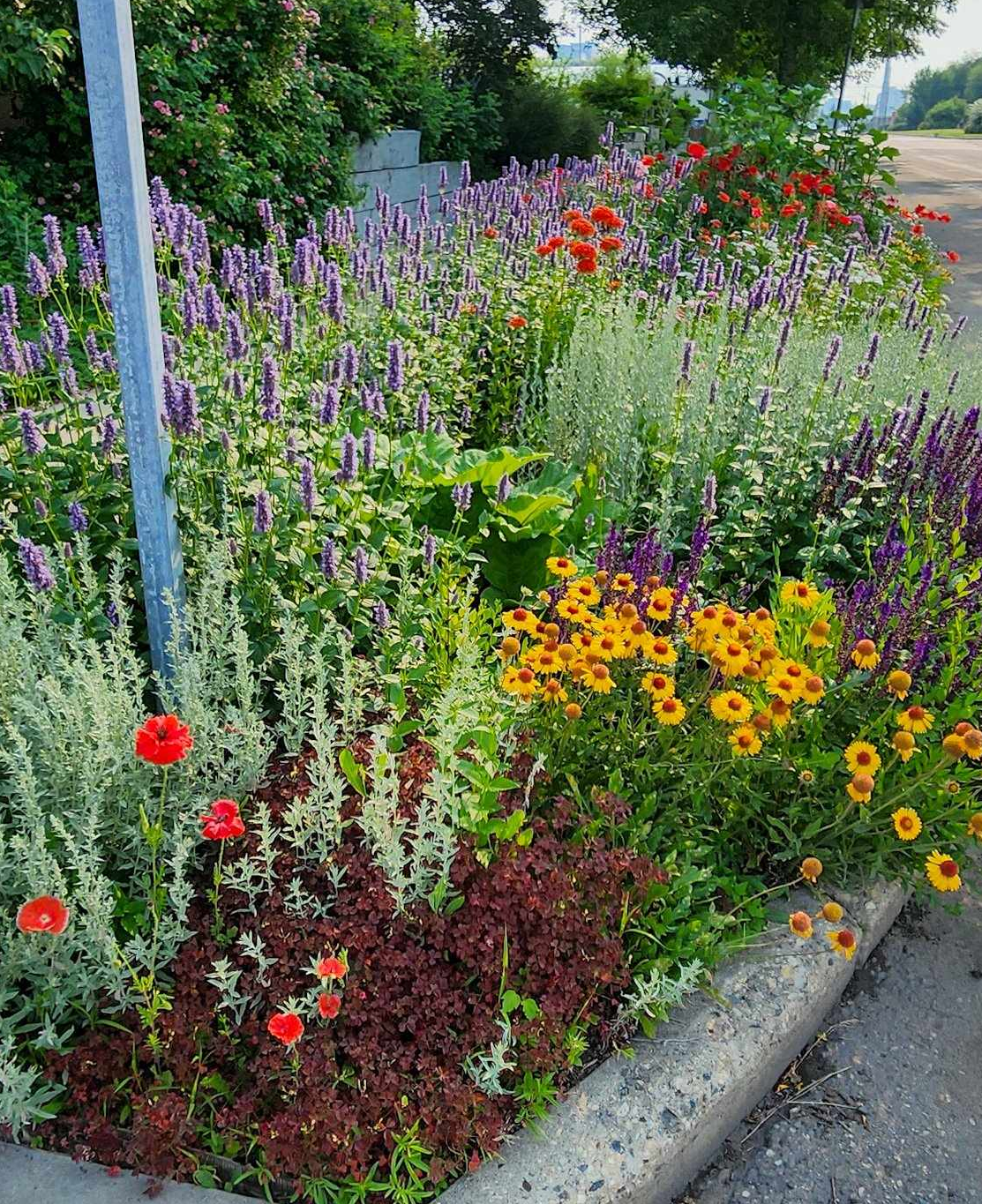 A boulevard planting of hyssop, poppies, gaillardia, salvia, and sedums in Saskatoon. 