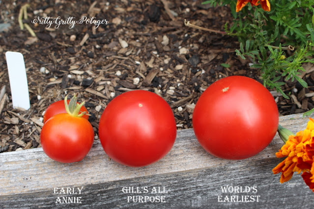 2 early red tomatoes by order of size. 