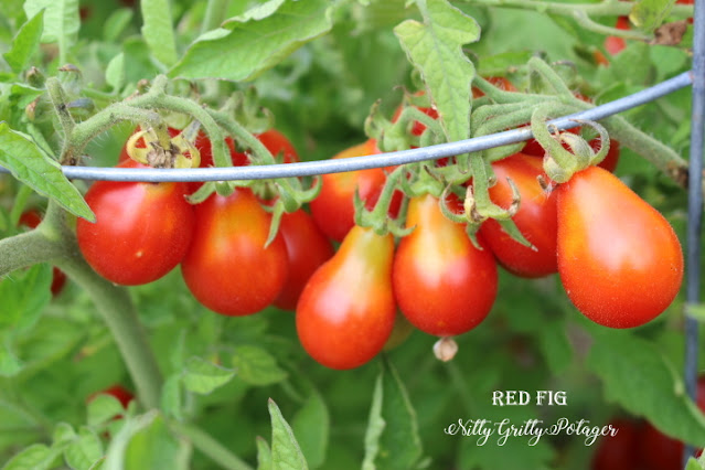 Red Fig cherry tomatoes. 
