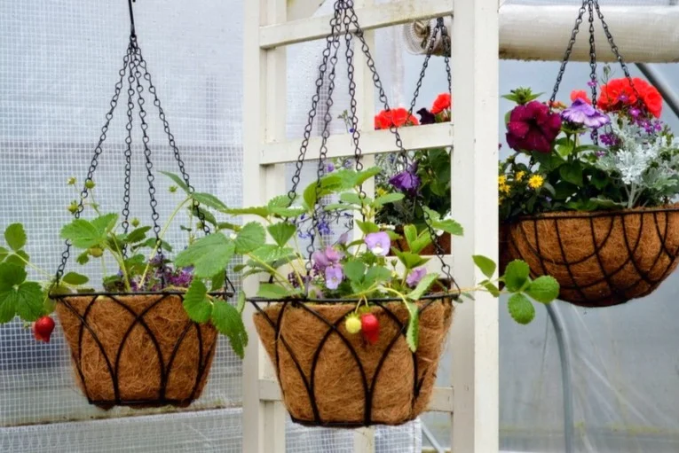 Hanging baskets with strawberries planted in them, and violas to attract the pollinators and make it pretty. 