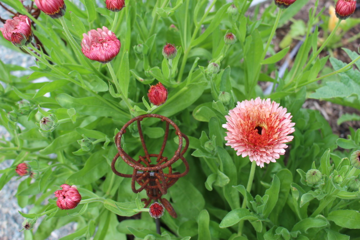 Pink flowering calendula. 