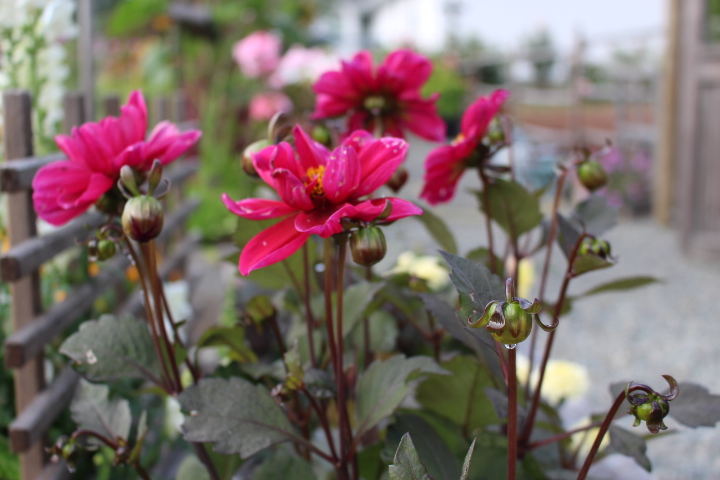Dahlias from seeds. This is a pink Bishops Child dahlia. Love their bronze dark foliage. 
