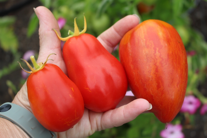 3 paste tomatoes in a row to show the difference in their size. 