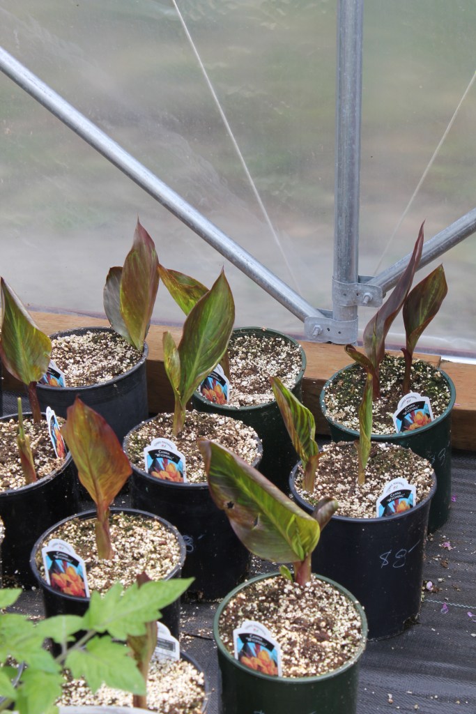 Canna lilies planted up to sell in spring. 