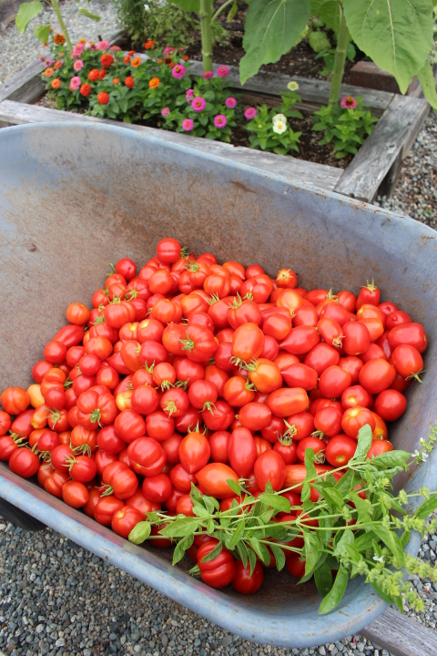 A wheelbarrow full of paste tomatoes, with a bundle of basil. 