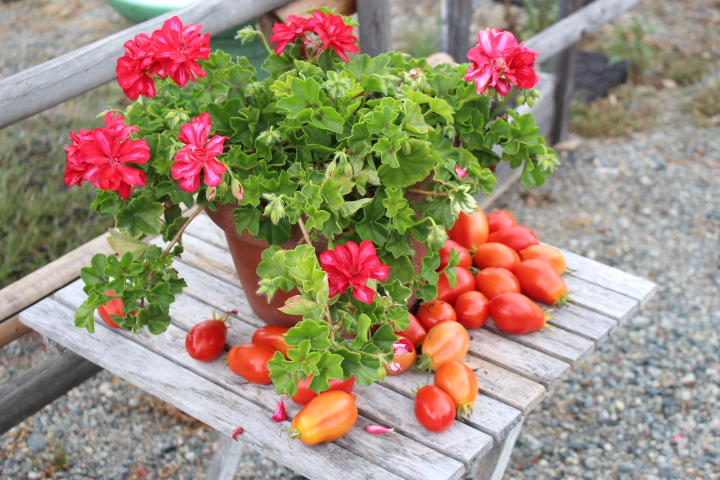 A bi-colour geranium and tomatoes ripening on a small table in the potager. 