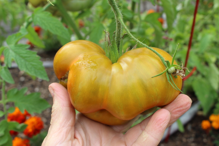 A lumpy bumpy Ananas Noir heirloom tomato.