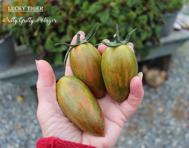 Lucky Tiger tomatoes are such fantastic looking and tasting tomatoes. 