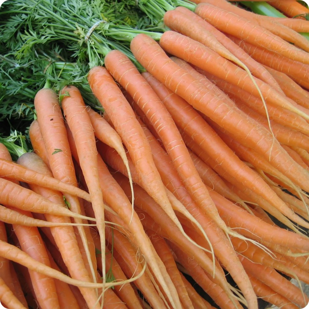 Tendersweet Carrots. Sweet and tender imperator type carrots that grow to be 9 or 10 inches long.
