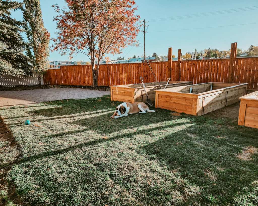 A new fence made of pressure treated wood. 