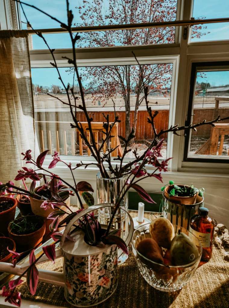 A table with plant cuttings, fruit in a bowl, potted plants, and a vase with forced apple branches. 