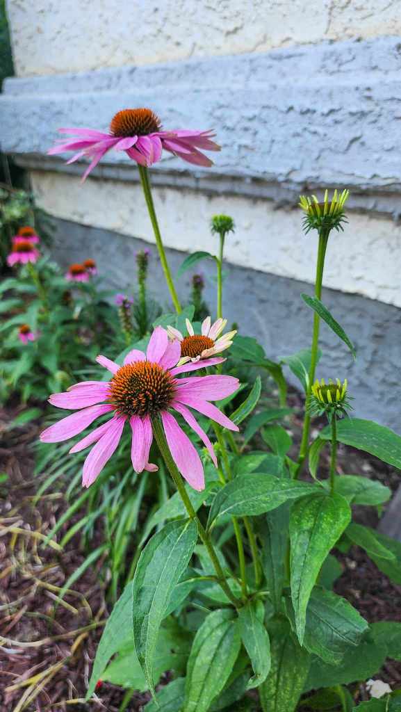 Beautiful pink echinacea. 