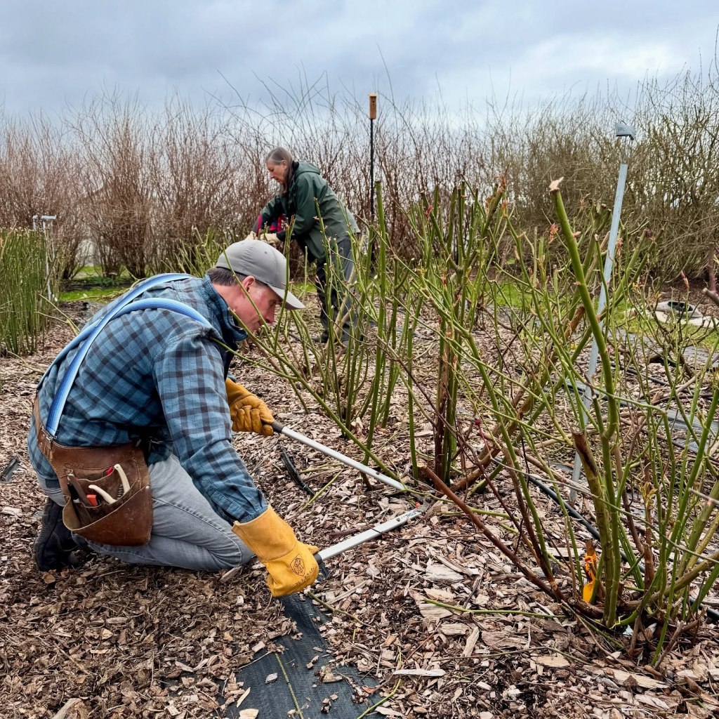 A person wearing gardening gloves and a plaid shirt is kneeling and using loppers to prune roses in a garden. Another person is seen in the background, also working on the plants. The ground is covered with wood chips and there are bare rose bushes around them.